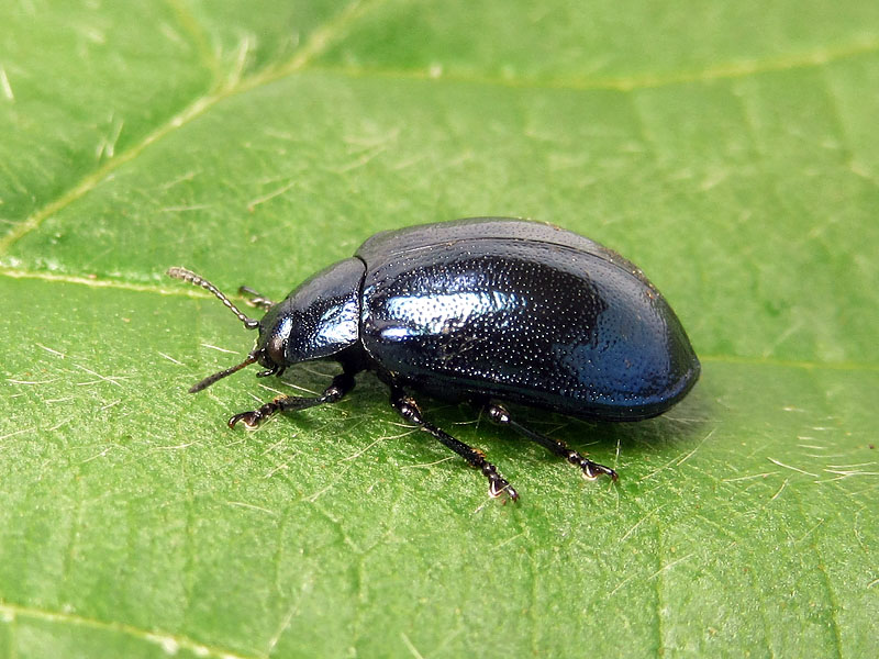 Chrysomelidae: Plagiosterna (= Linaeidea) aenea